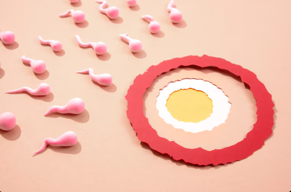 Egg Donation IVF